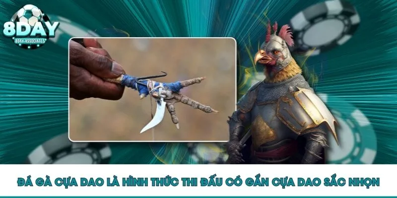 Đá gà cựa dao là hình thức thi đấu có gắn cựa dao sắc nhọn Đá gà cựa dao là hình thức thi đấu có gắn cựa dao sắc nhọn