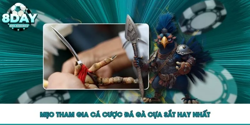Mẹo tham gia cá cược đá gà cựa sắt hay nhất Mẹo tham gia cá cược đá gà cựa sắt hay nhất