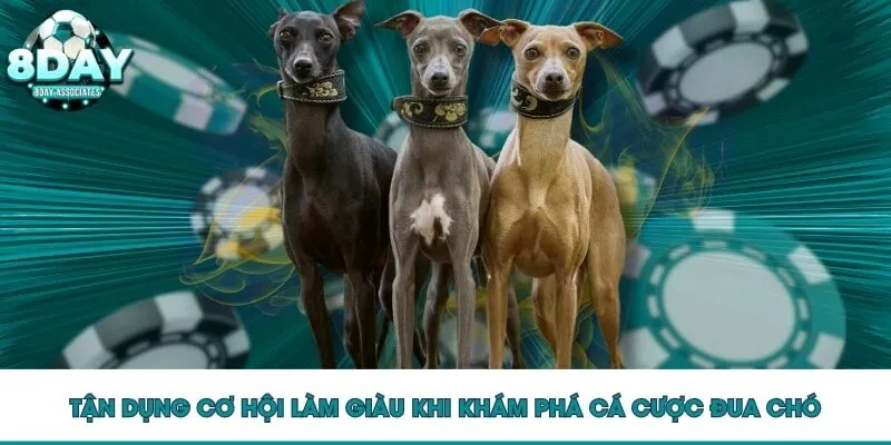 Tận dụng cơ hội làm giàu khi khám phá cá cược đua chó Tận dụng cơ hội làm giàu khi khám phá cá cược đua chó
