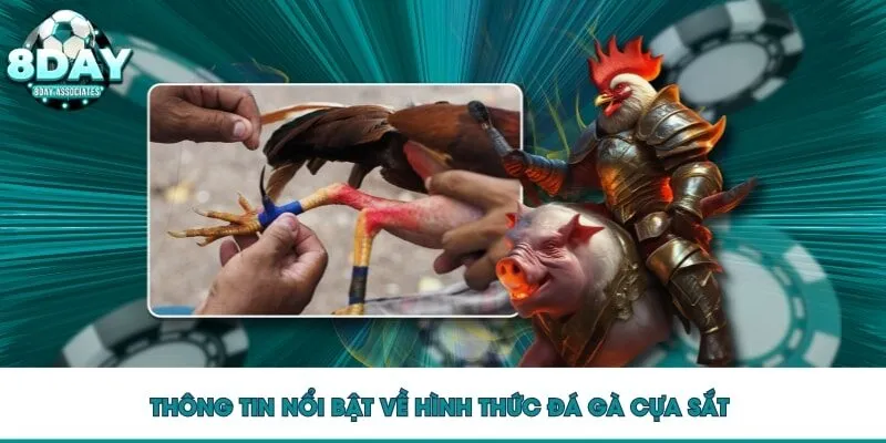 Thông tin nổi bật về hình thức đá gà cựa sắt Thông tin nổi bật về hình thức đá gà cựa sắt
