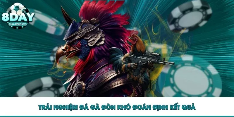 Trải nghiệm đá gà đòn khó đoán định kết quả Trải nghiệm đá gà đòn khó đoán định kết quả