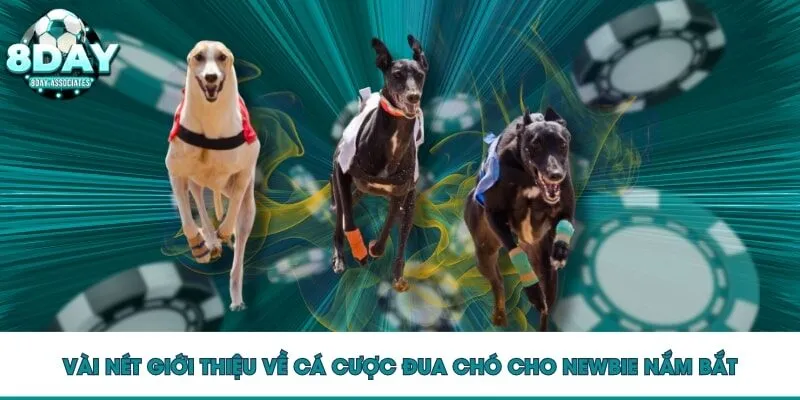 Vài nét giới thiệu về cá cược đua chó cho Newbie nắm bắt Vài nét giới thiệu về cá cược đua chó cho Newbie nắm bắt